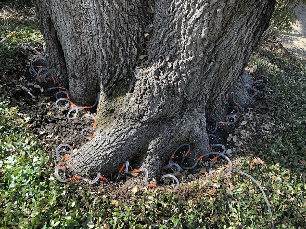 Detailed Tree Cabling and Bracing job site in Sisseton