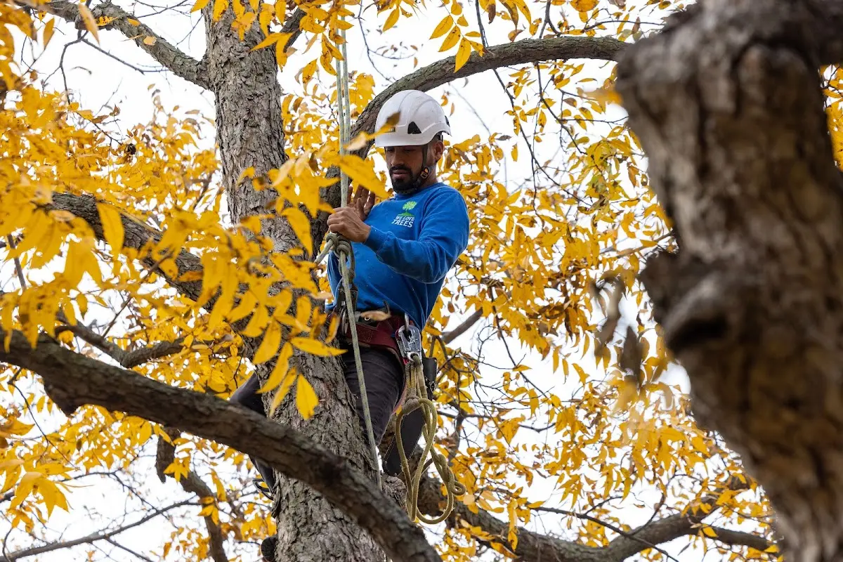 Skilled Tree Transplanting crew working in Sisseton